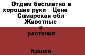 Отдам бесплатно в хорошие руки › Цена ­ 1 - Самарская обл. Животные и растения » Кошки   